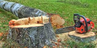 Best Leaf Removal  in Bridgeville, DE