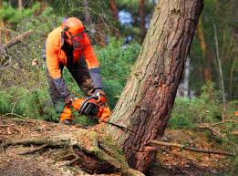 Soil Testing and Treatment in Bridgeville, DE