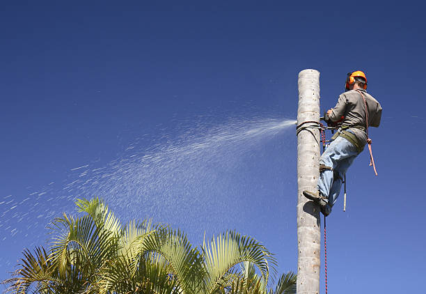 Trusted Bridgeville, DE Tree Care Experts