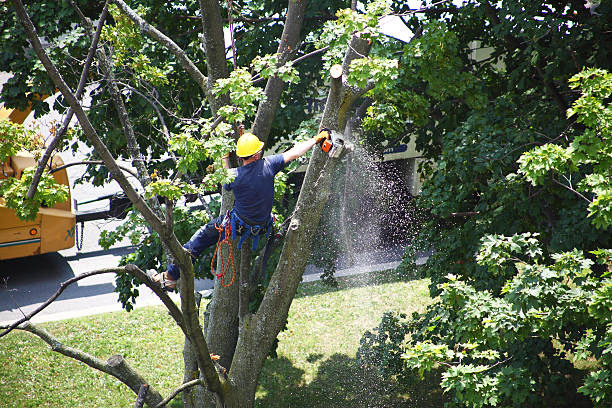 How Our Tree Care Process Works  in  Bridgeville, DE